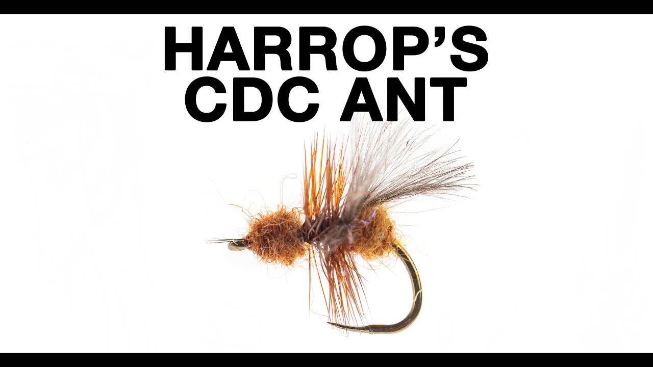 Learn to Tie Harrop's CDC Ant