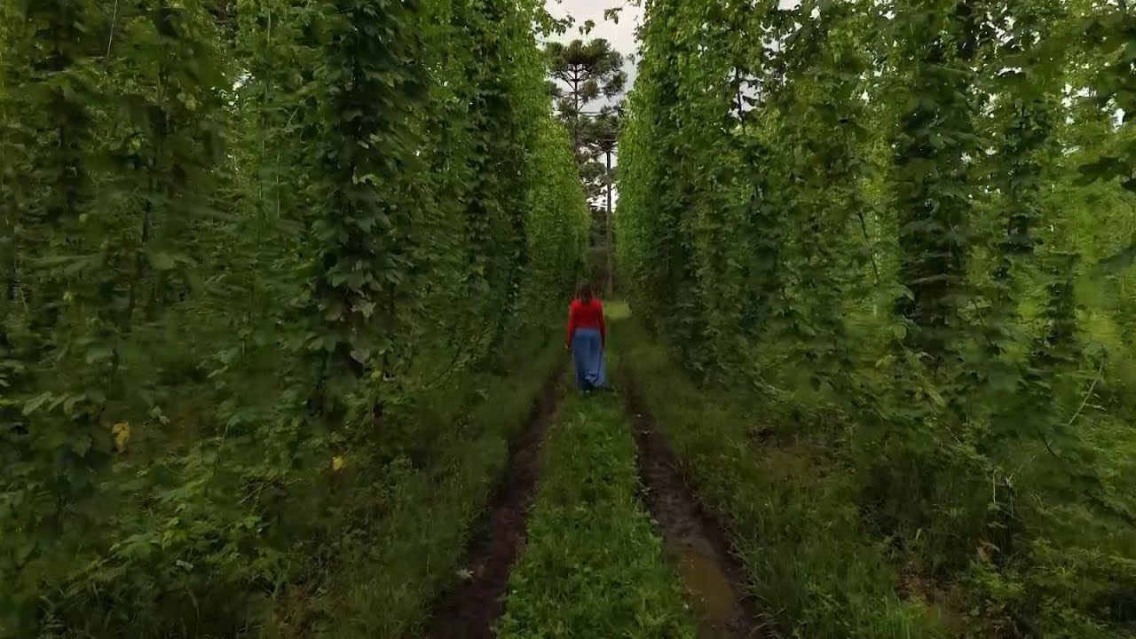 Agro, Sa&uacute;de e Coopera&ccedil;&atilde;o - Produ&ccedil;&atilde;o de L&uacute;pulo e Cerveja em SC - 2&ordf; parte