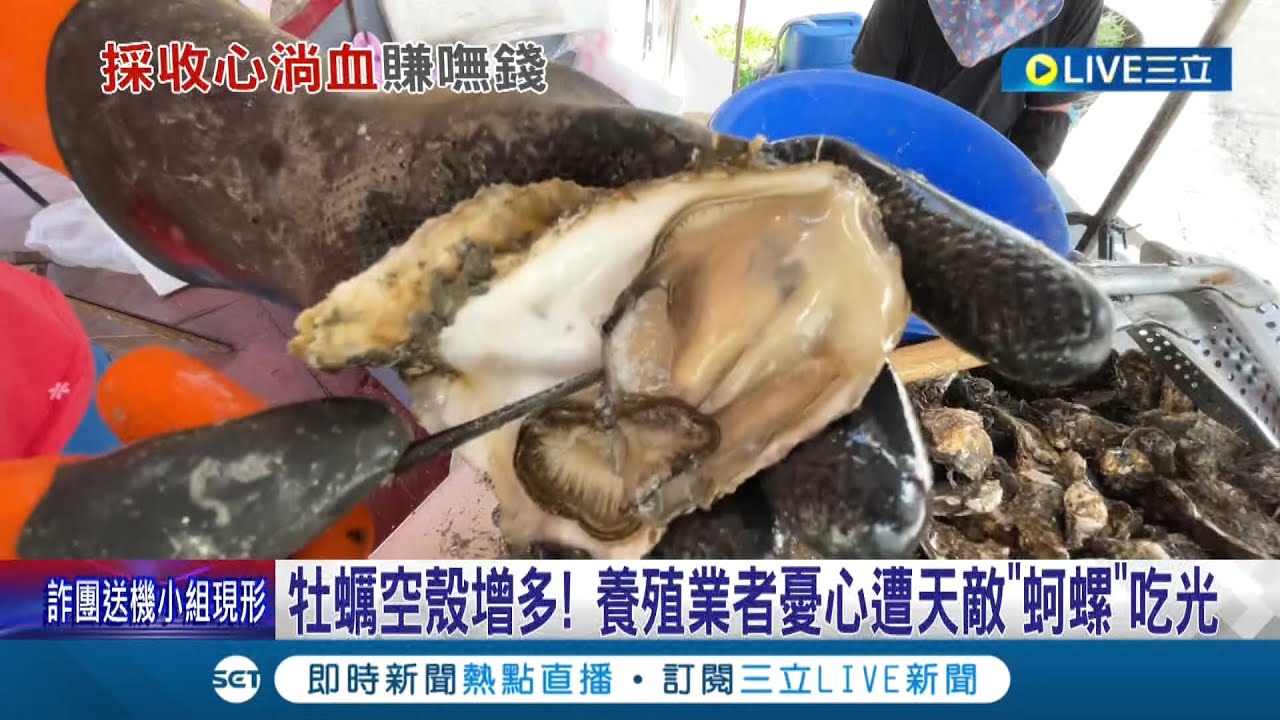 牡蠣空殼增多! 養殖業者憂心遭天敵