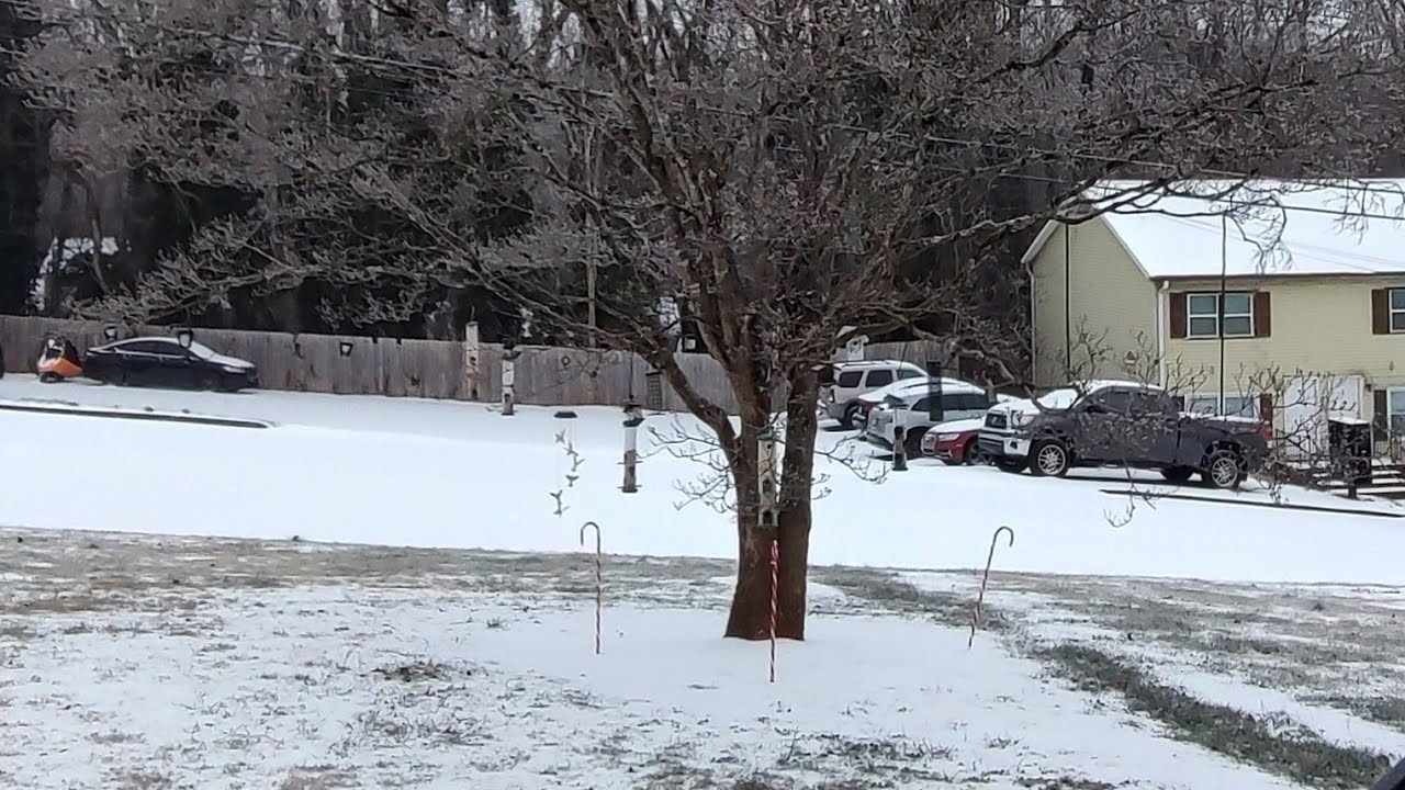 A little bird watching in the front yard 