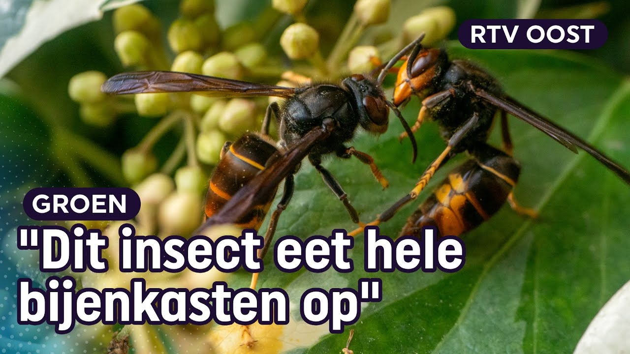 Hoe vang je een Aziatische hoornaar? | Oost