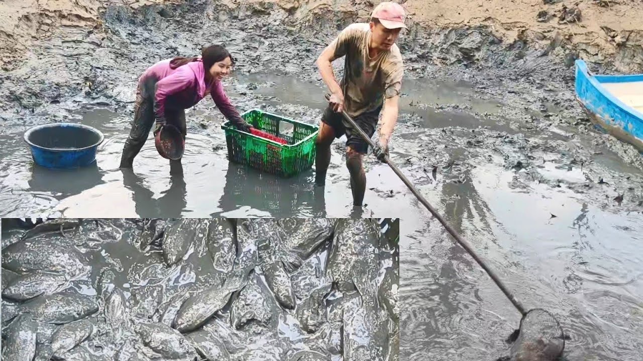 Trúng ngay ổ cá rô phi dưới ao bùn, bắt cá ăn tết miền tây #296