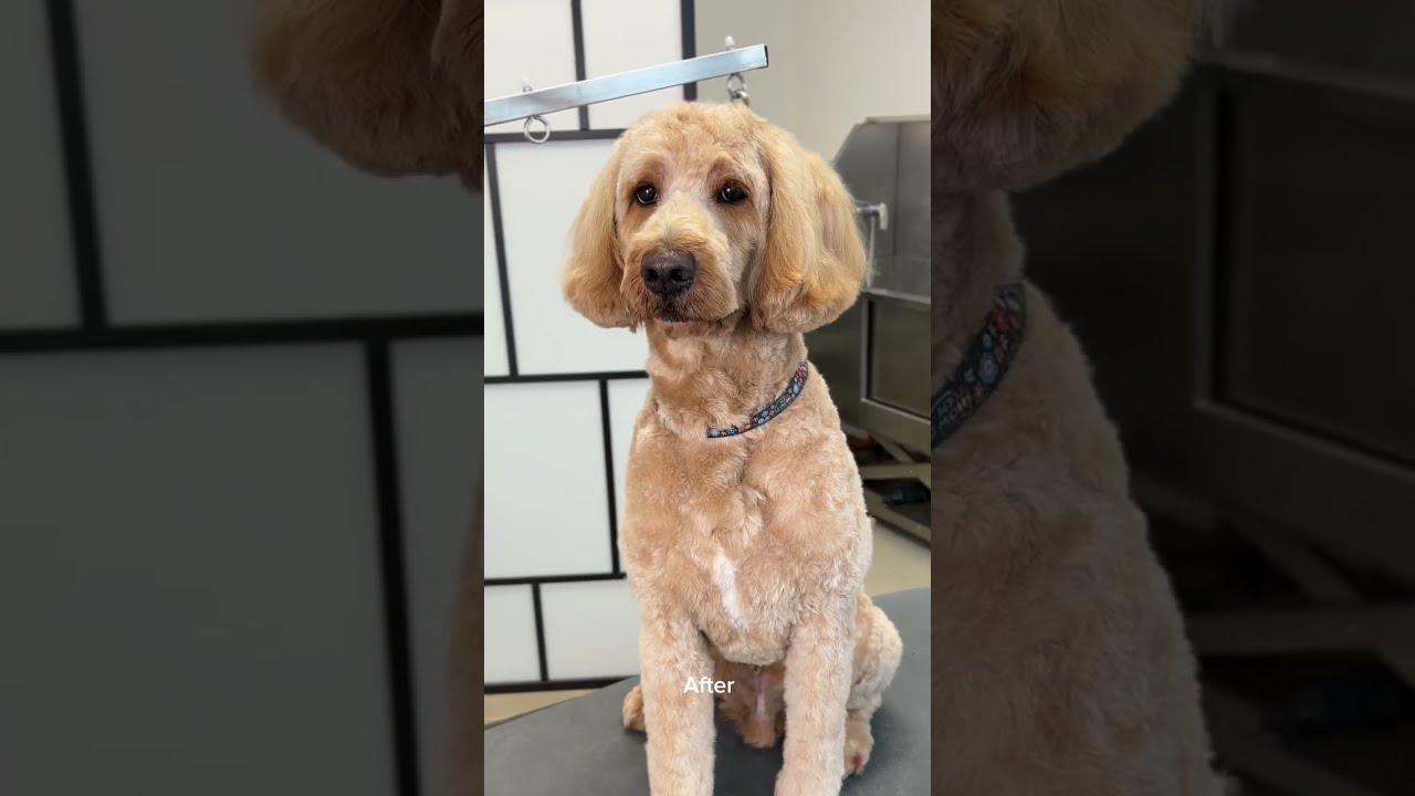 Doodle grooming &ndash; Short but not too short haircut (client request)
