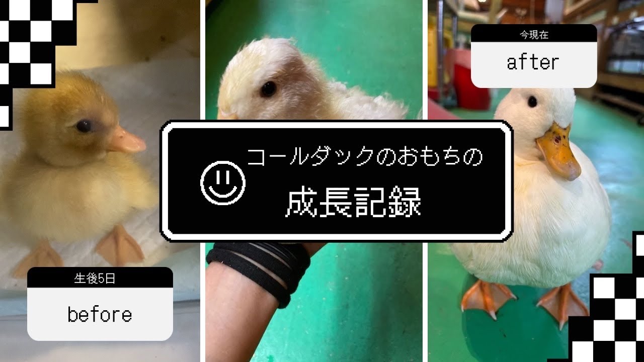 コールダックのおもちの成長記録🪿