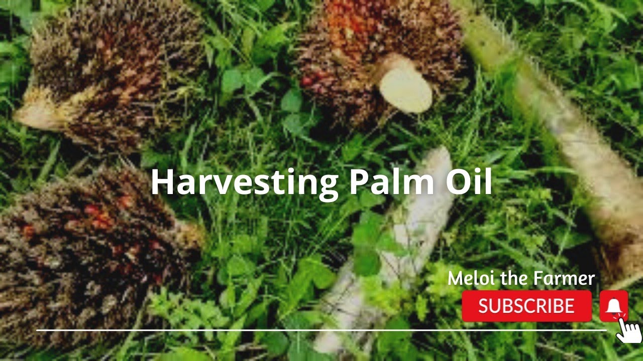HARVESTING PALM OIL in Agusan del Sur | Umaabot ng tatlong dekada, namumunga pa rin