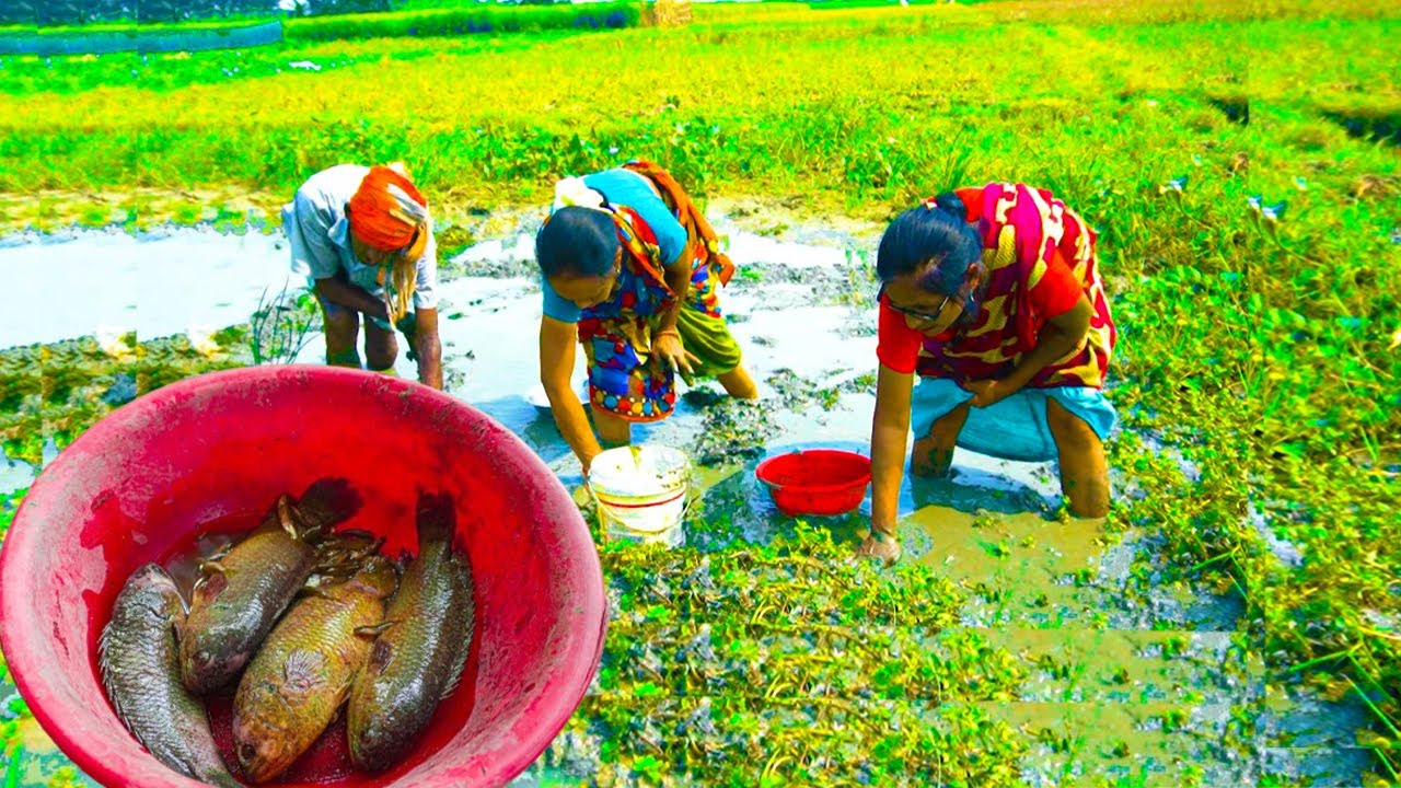 Fishing and cooking Desi Koi fish with Pumpkin Leaf curry || Bengali style koi fish curry||
