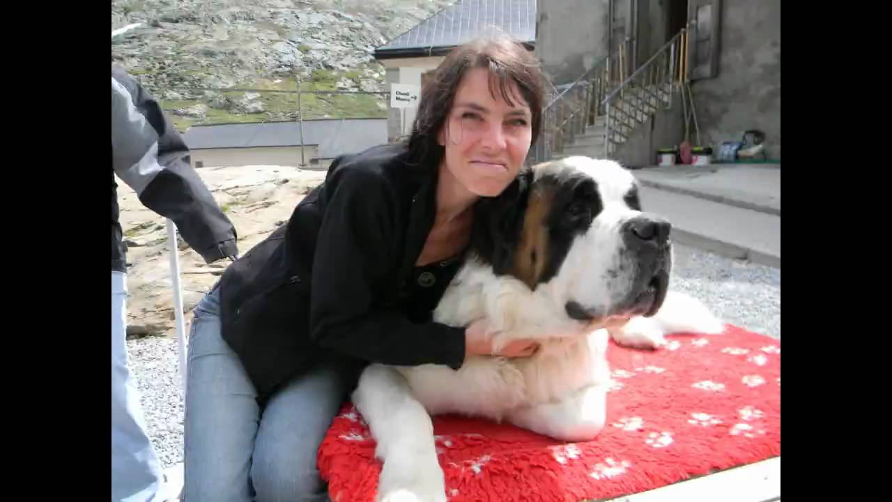 st bernards dogs