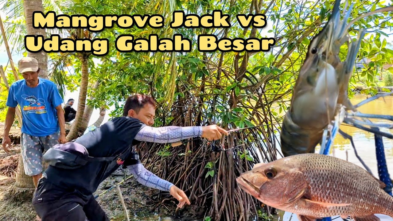 PANAS...!!! LIK ROCKSTAR STRIKE MANGROVE JACK TETANGGA DAPAT UDANG GALAH BESAR