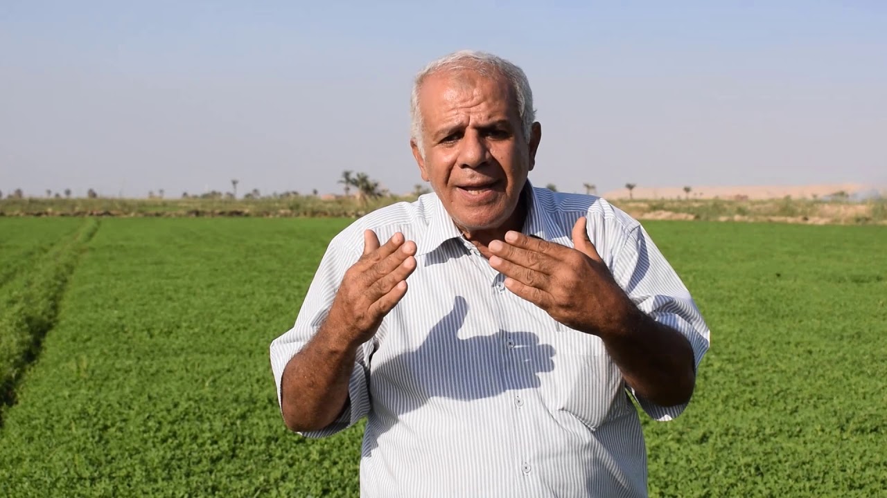 مميزات صنف البرسيم الهلالي .. تعرف على نسبة البروتين وعدد الحشات