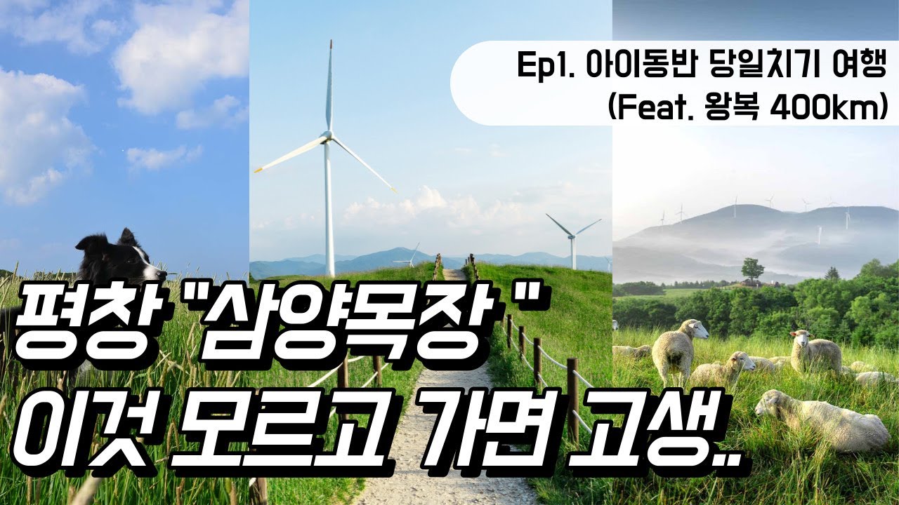 #강원도 #평창 #삼양목장  이것 모르고 가면 고생?? [여행 VLOG]