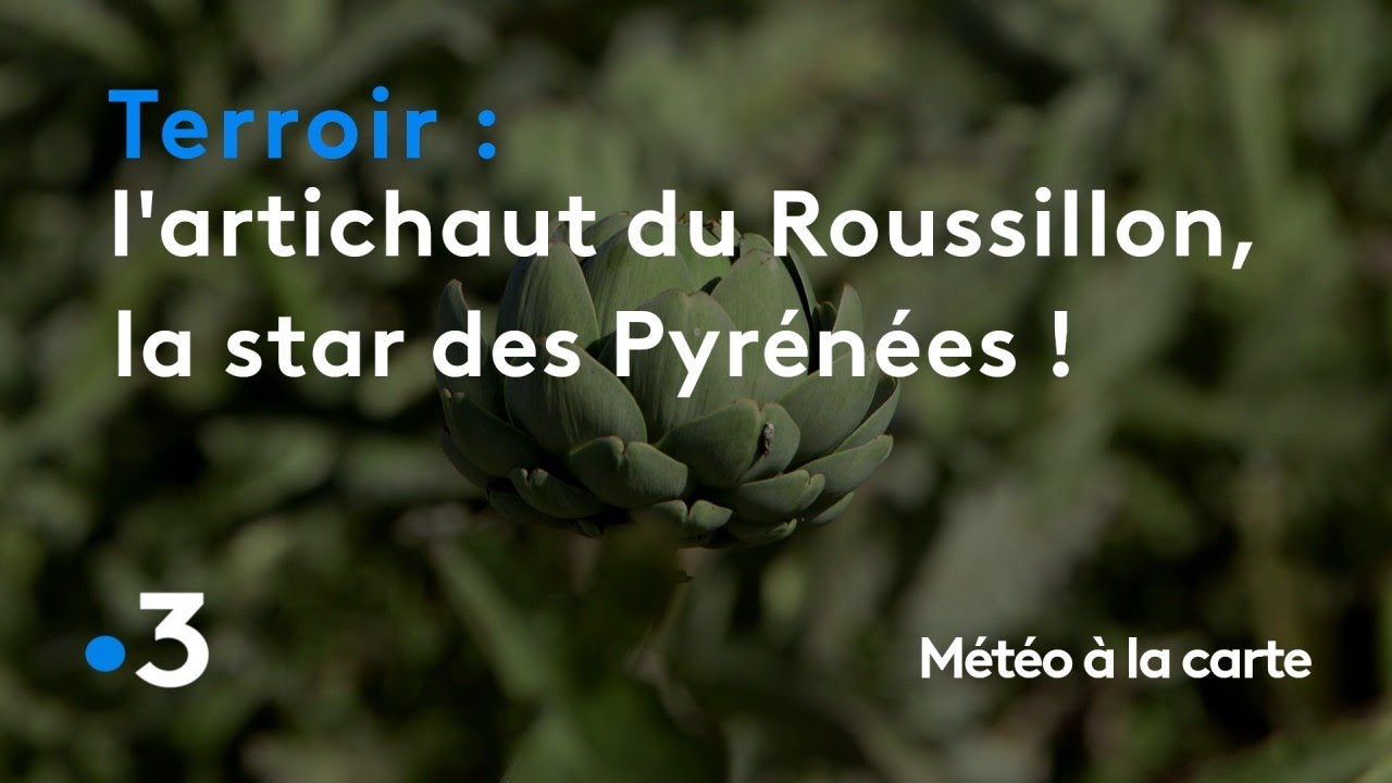 L'artichaut du Roussillon, la star des Pyr&eacute;n&eacute;es ! - M&eacute;t&eacute;o &agrave; la carte