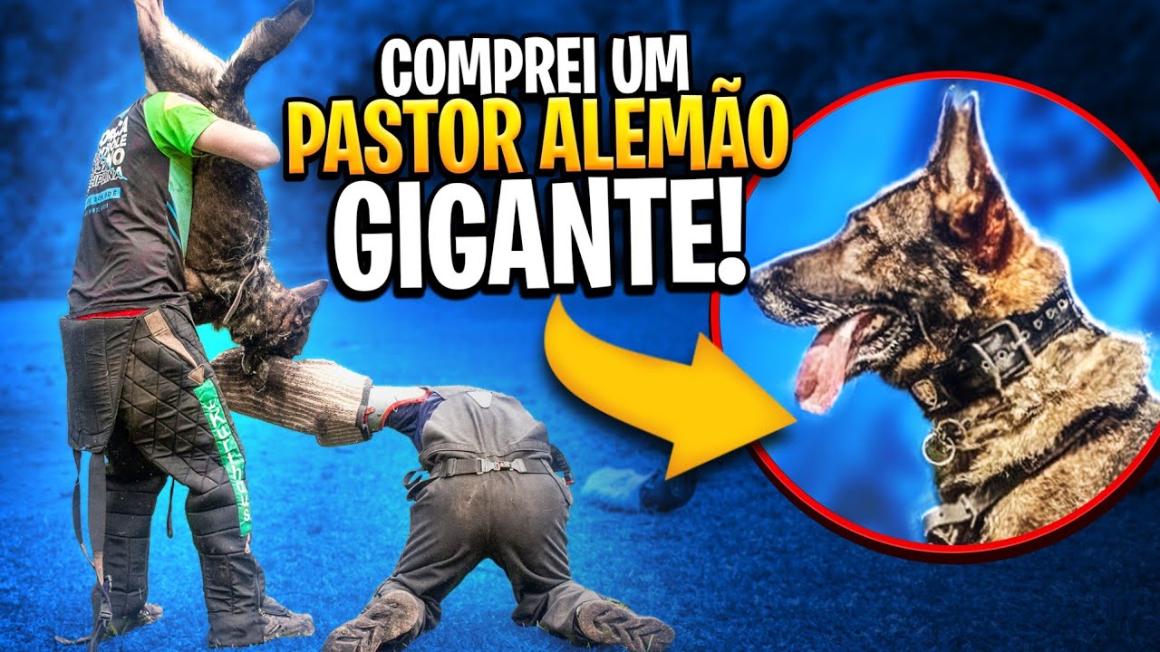 QUE PASTOR ALEMÃO GIGANTE É ESSE?