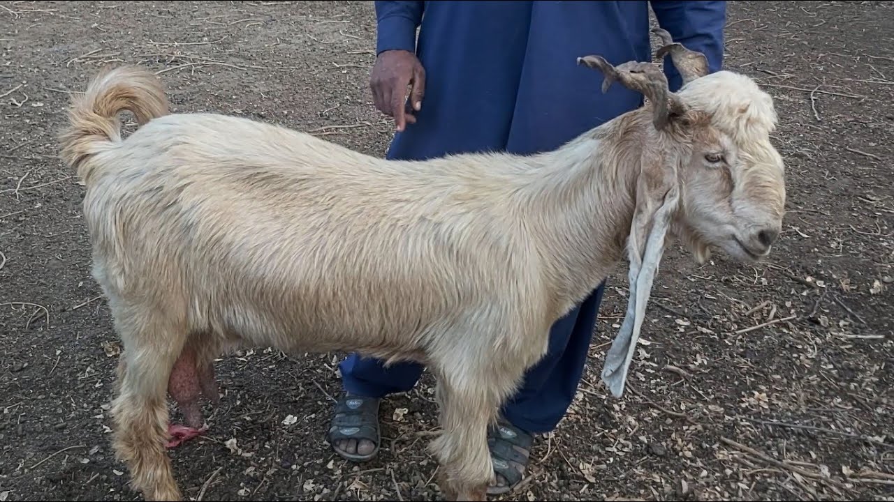 DDP GOATS FOR SALE