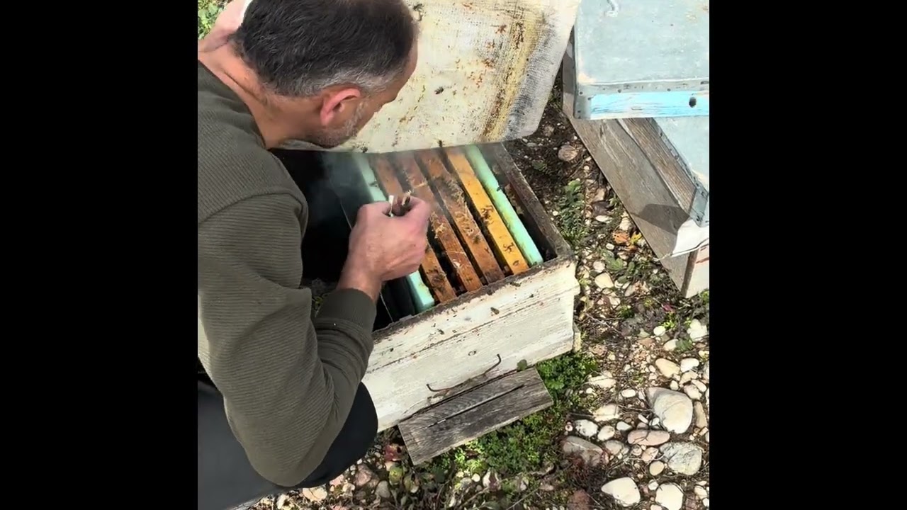 Hava açınca biraz arı karıştırdık