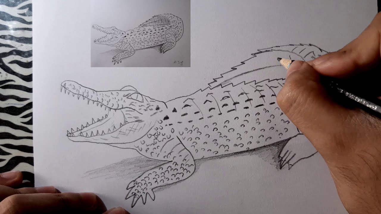 ¿Cómo dibujar un COCODRILO? | How to draw a CROCODILE?