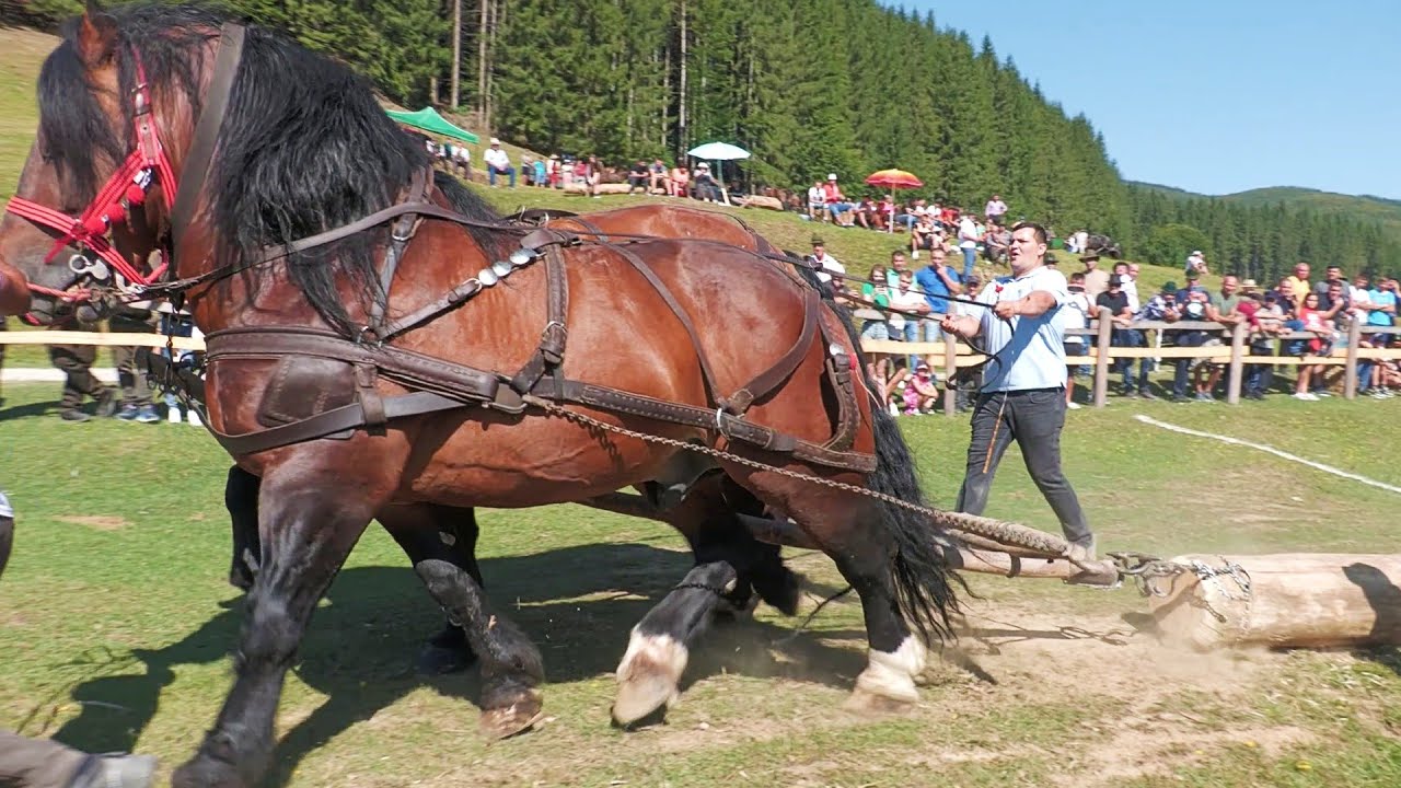 Tracțiune dublu perechea 3 Valentin Preda 4 Rares Stroie Barcani 2024