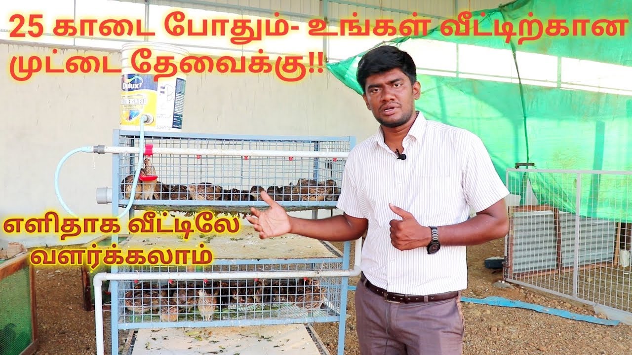 உங்க குடும்பத்திற்கு தேவையான முட்டைக்கு  வீட்டிலேயே காடை வளர்க்கலாம்,மிக எளிதில்-25 Quail are enough