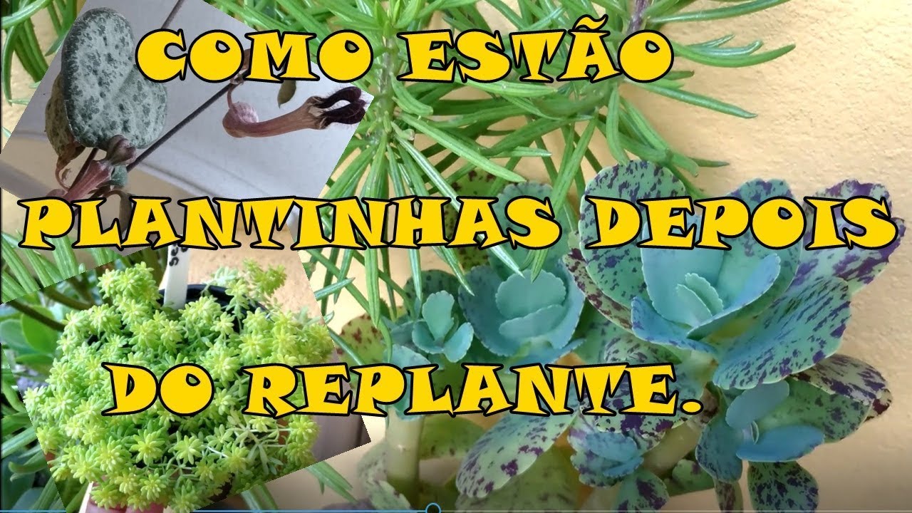 Atualizando algumas plantinhas suculentas, ceropegia, marmorata, palmeira de madagascar
