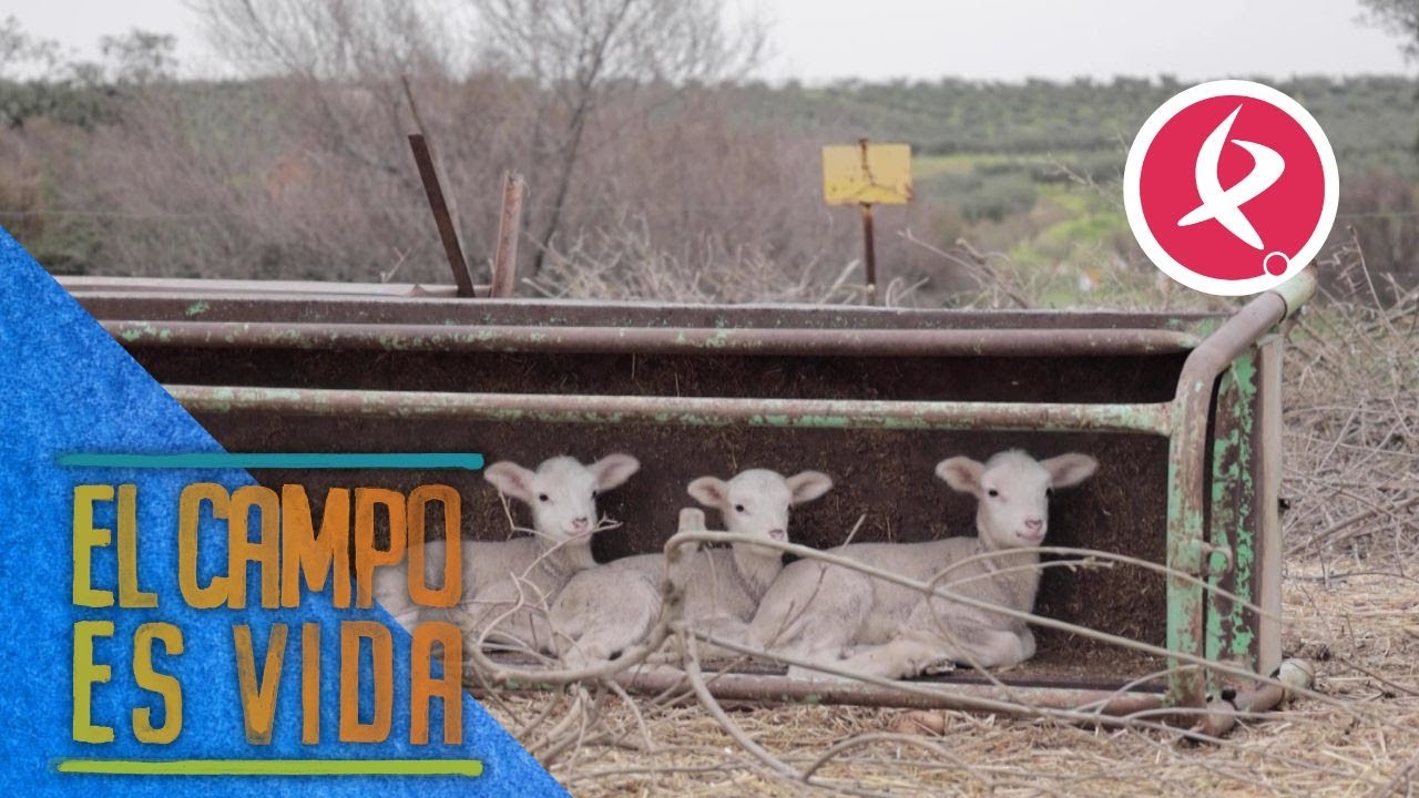 Una oveja de Chabeli da a luz a trillizas | El campo es vida