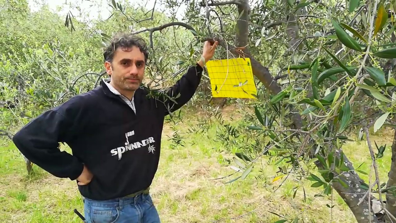Monitoraggio Tignola e Cotonello nell'ulivo