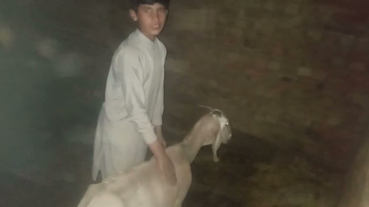 Bkri ko bhand a