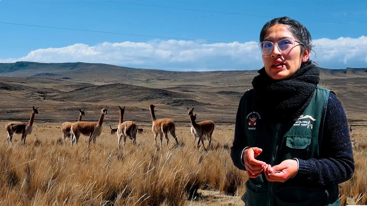PAMPAS GALERAS | Aquí vivé el ANIMAL mas FINO 💸 del MUNDO | Ayacucho  🇵🇪