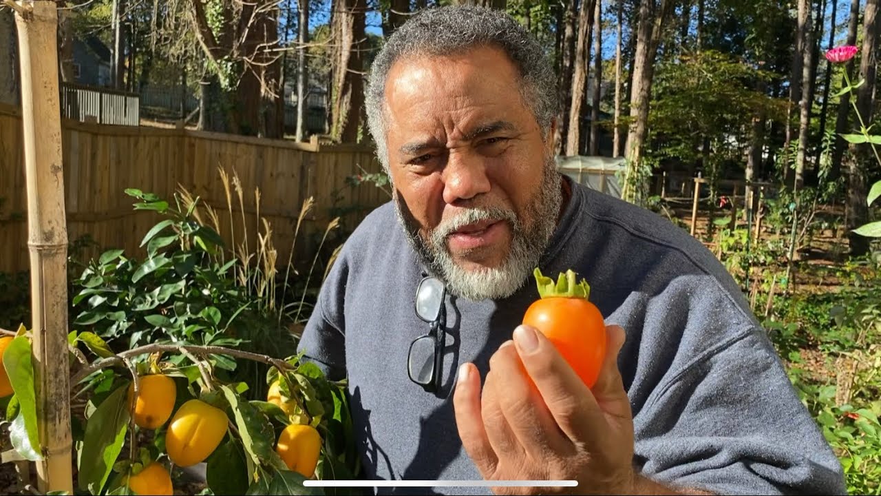Harvesting Hachiya Persimmons & Taste Test
