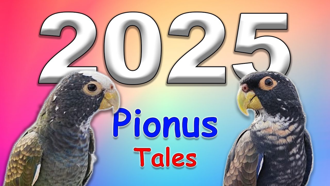 Life With My 2 Pionus Parrots - 2025 Recap