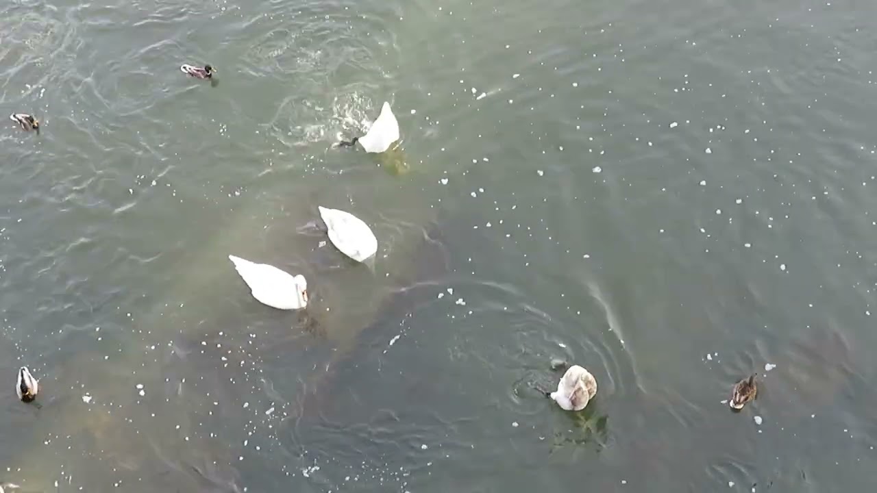 Łabędzie wróciły do Gorlic