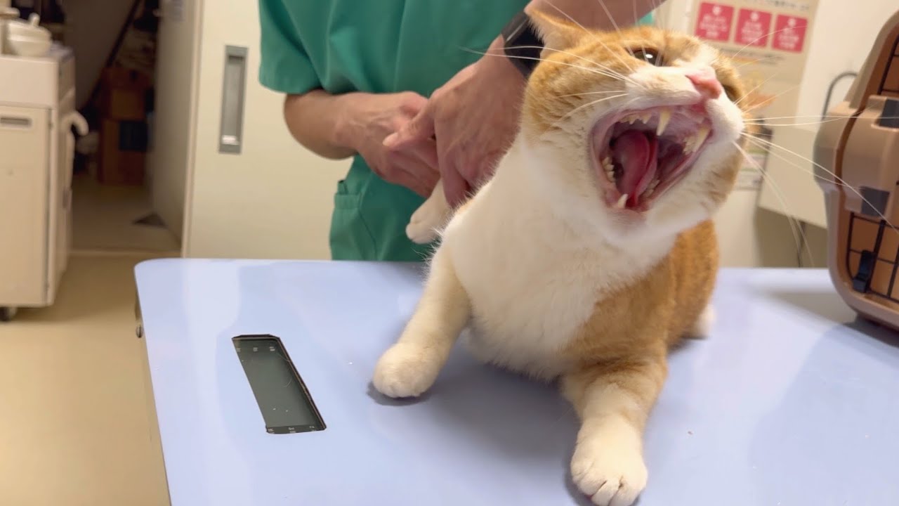 神の手を持つ先生がいる病院で爪切り！6回目！ブチギレ寸前の凶暴猫がこちら