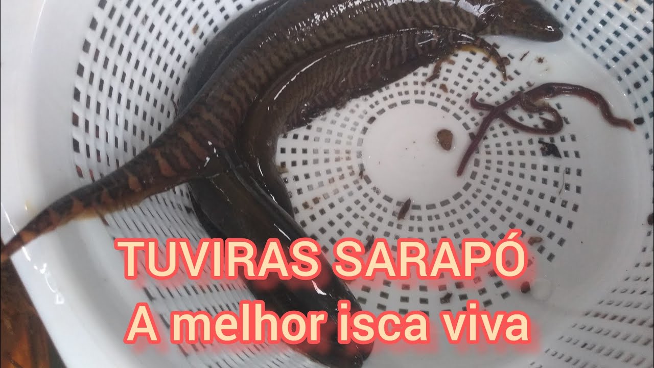 TUVIRAS (SARAPÓ) , COMO CRIAR