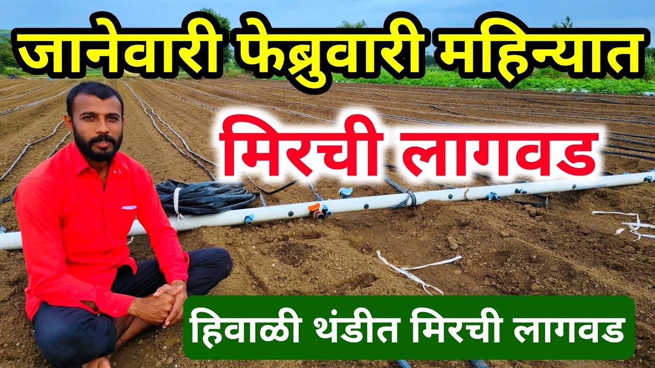 जानेवारी फेब्रुवारी मिरची लागवड | january mirchi | february mirchi | हिवाळी मिरची | mirchi lagwad
