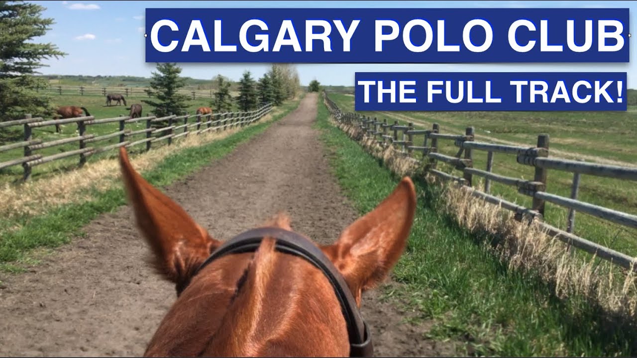 Exercising Polo Ponies in Calgary