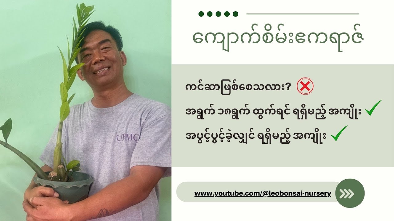 ကျောက်စိမ်းဧကရာဇ်စိုက်ထားသူတိုင်းဒါကိုသိပြီးပြီလား?ကင်ဆာဖြစ်စေသလားအရွက်၁၈ရွက်ထွက်ရင်ပွင့်ပွင့်ခဲ့ရင်