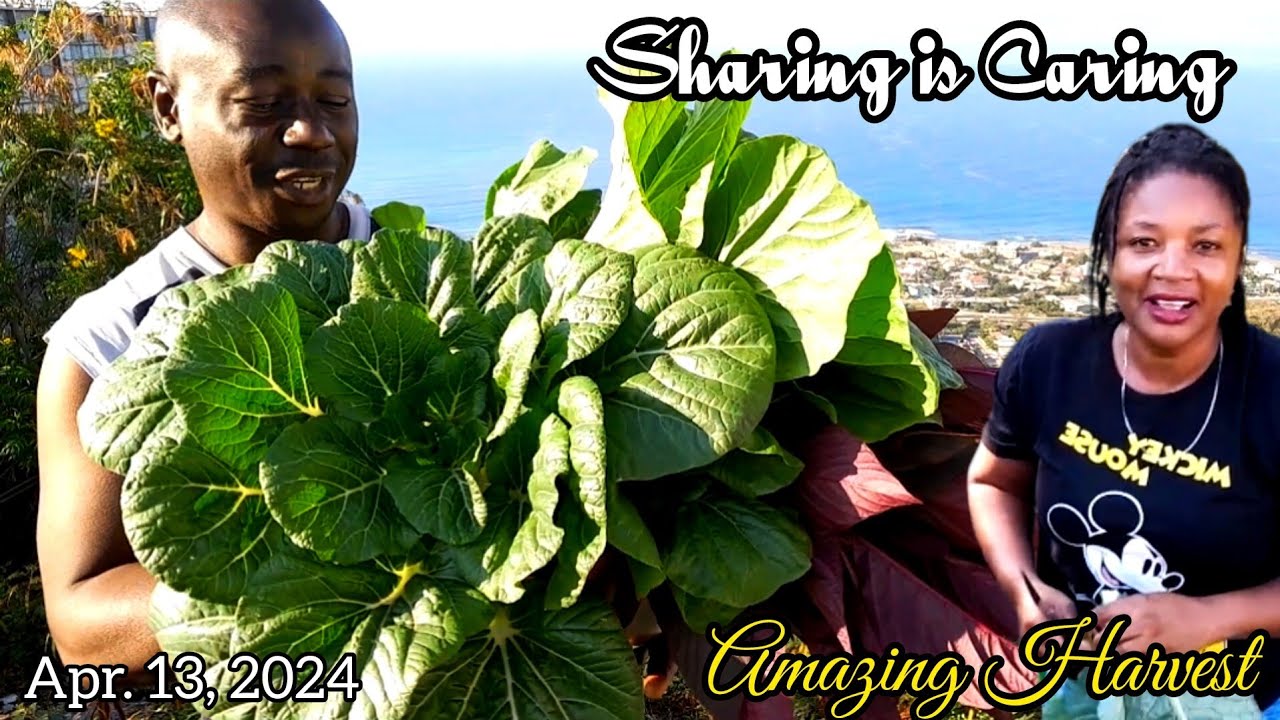 Amazing Harvest 🥬 Sharing is Caring.  A MASSIVE ABUNDANCE from Our Backyard Garden 💯🇯🇲💞