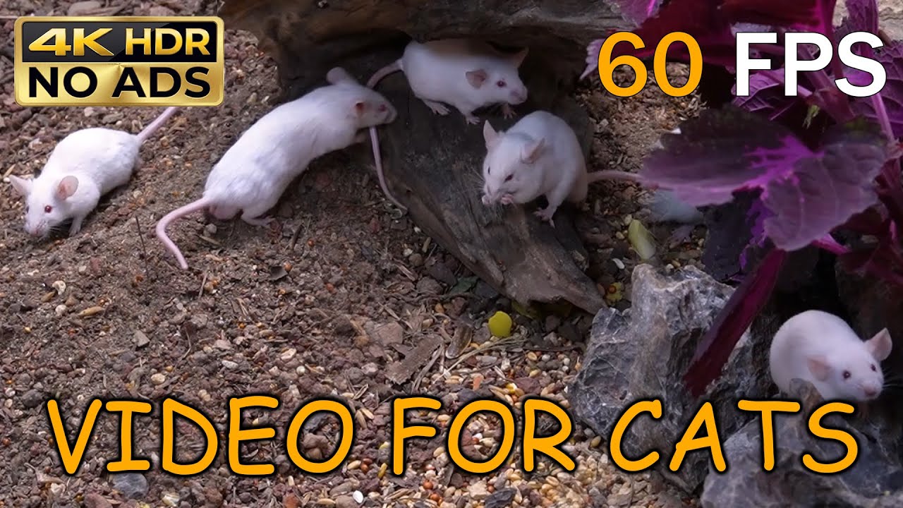 [NO ADS, NO AI] CAT TV for Cats to Watch 😺 🐭 Tiny White Mice Exploring Burrows & Wood | 4K HDR 60FPS