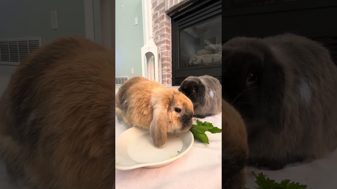 Breakfast time #bunny #asmr #animal #cutebunny 