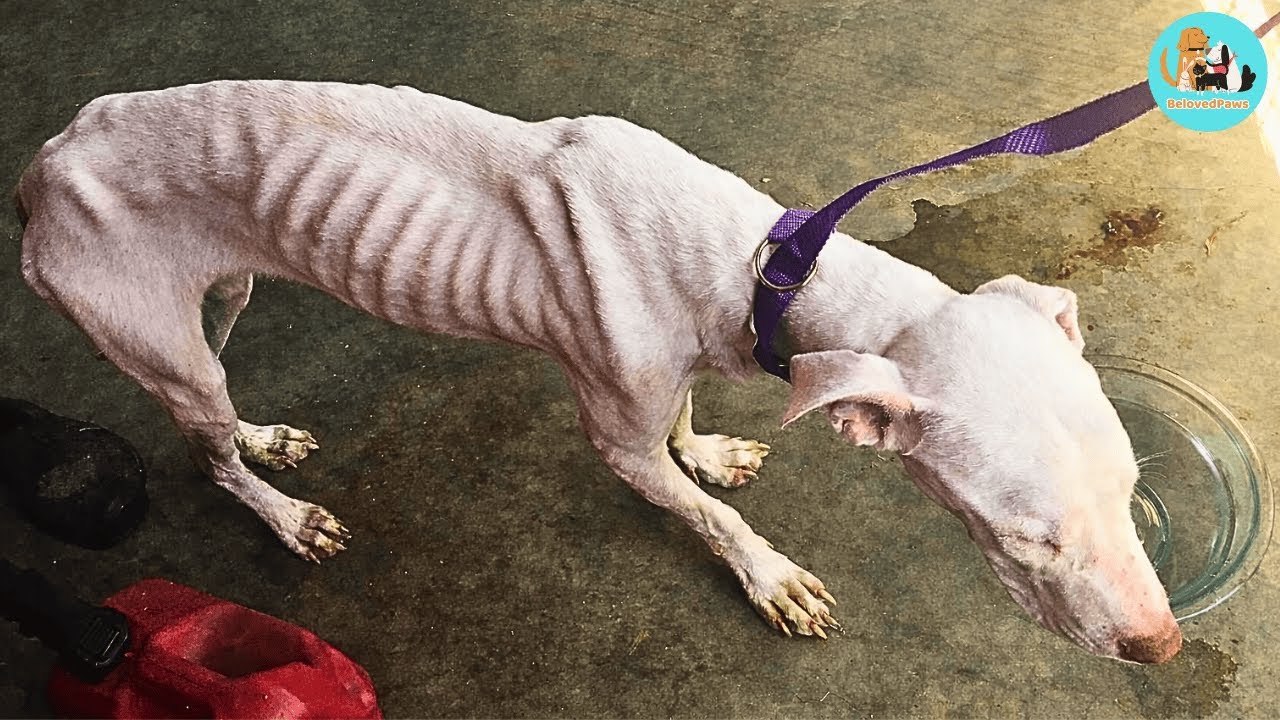A dog who once was just trying to survive — and later became someone else’s anchor.