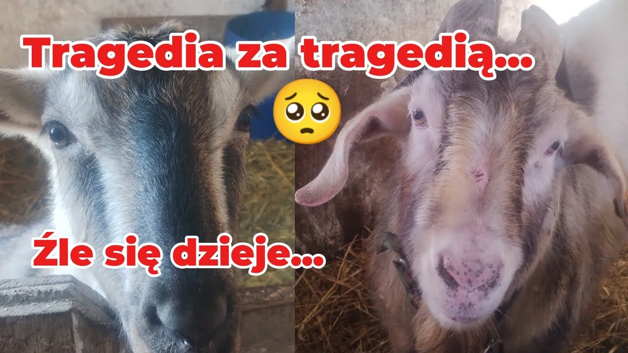 394. Zły urok i złożyczenie istnieją, to prawda....