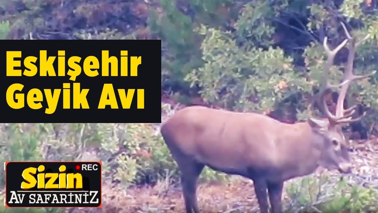 Eskişehir Geyik Avı Sizin Av Safariniz Yusuf Korkmaz Yaban Tv