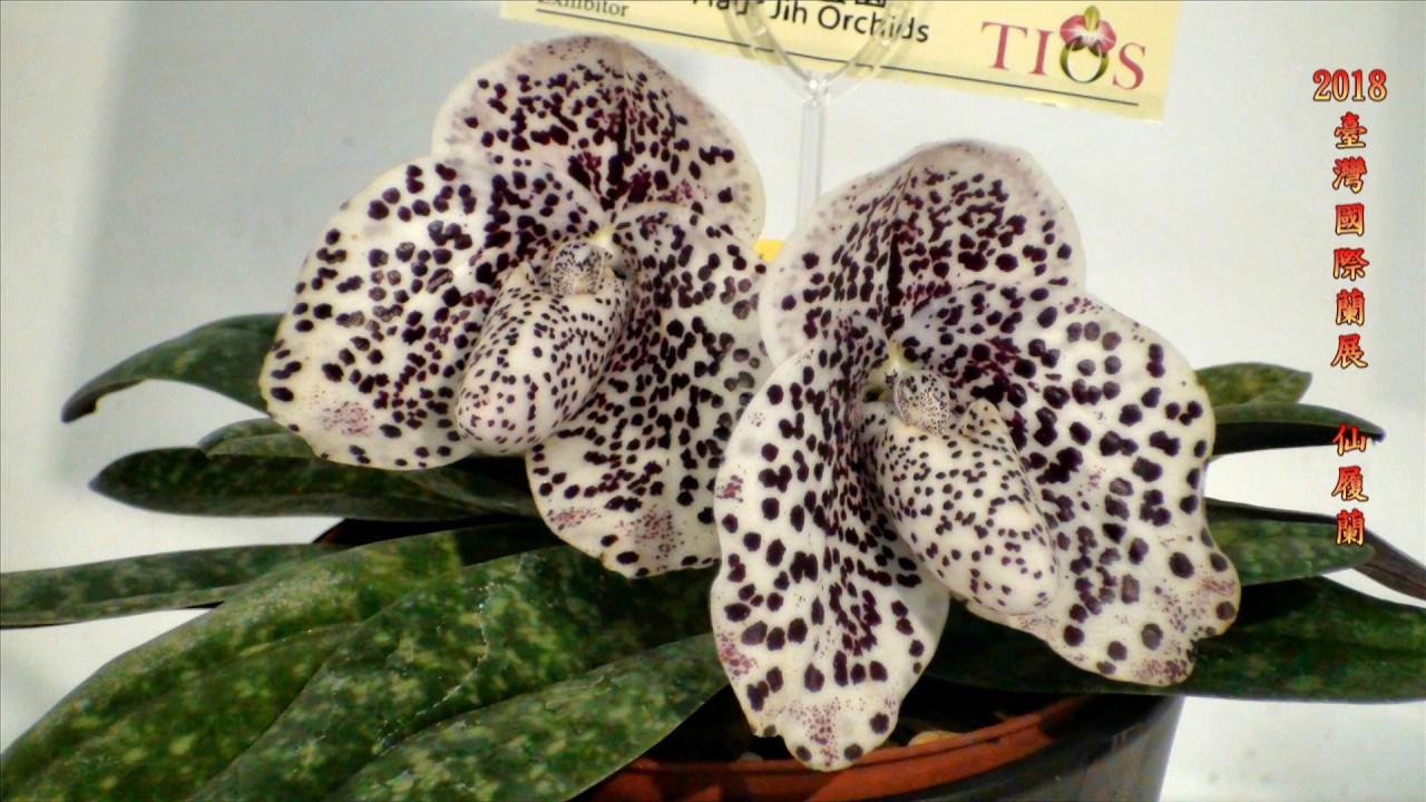 2018臺灣國際蘭展 -仙履蘭(Paphiopedilum)  2018Taiwan International Orchid Show, TIOS