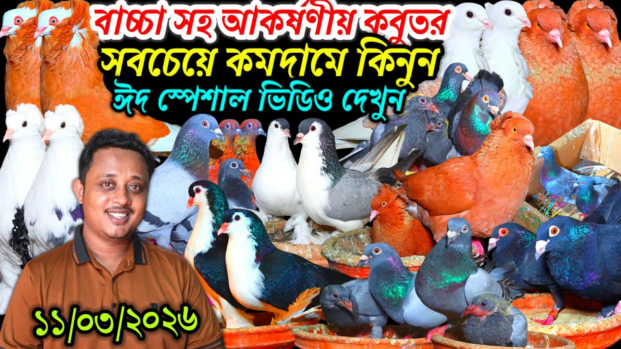 বাচ্চা সহ আকর্ষণীয় কবুতর সবচেয়ে কমদামে কিনুন ঈদ স্পেশাল ভিডিও দেখুন ফেন্সি রেসার গোল্লা গিরিবাজ