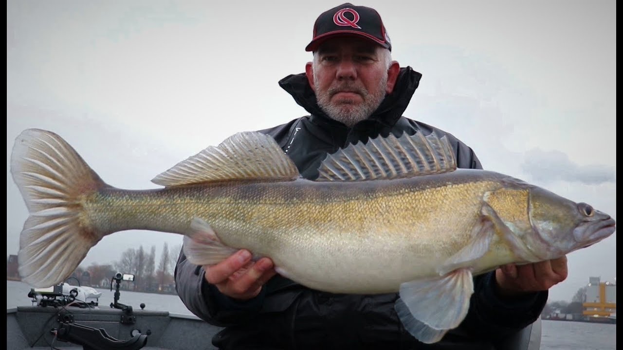 Vissen op snoekbaars met kunstaas - How to rig a soft plastic - Live Biss Zander mit  Kunstkoder
