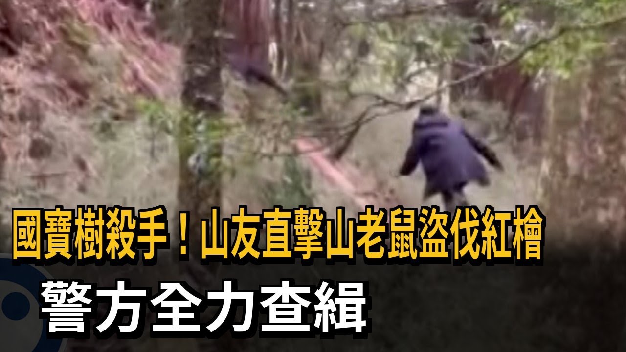 山友驚見國寶樹殺手！ 2山老鼠盜伐神木紅檜竄逃－民視新聞