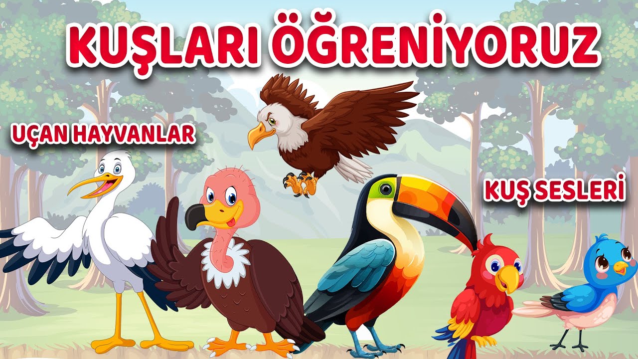 Kuşları Öğreniyoruz | Gerçek Kuş Sesleri | Kuşları Tanıyalım | Çocuklar İçin | Okul Öncesi