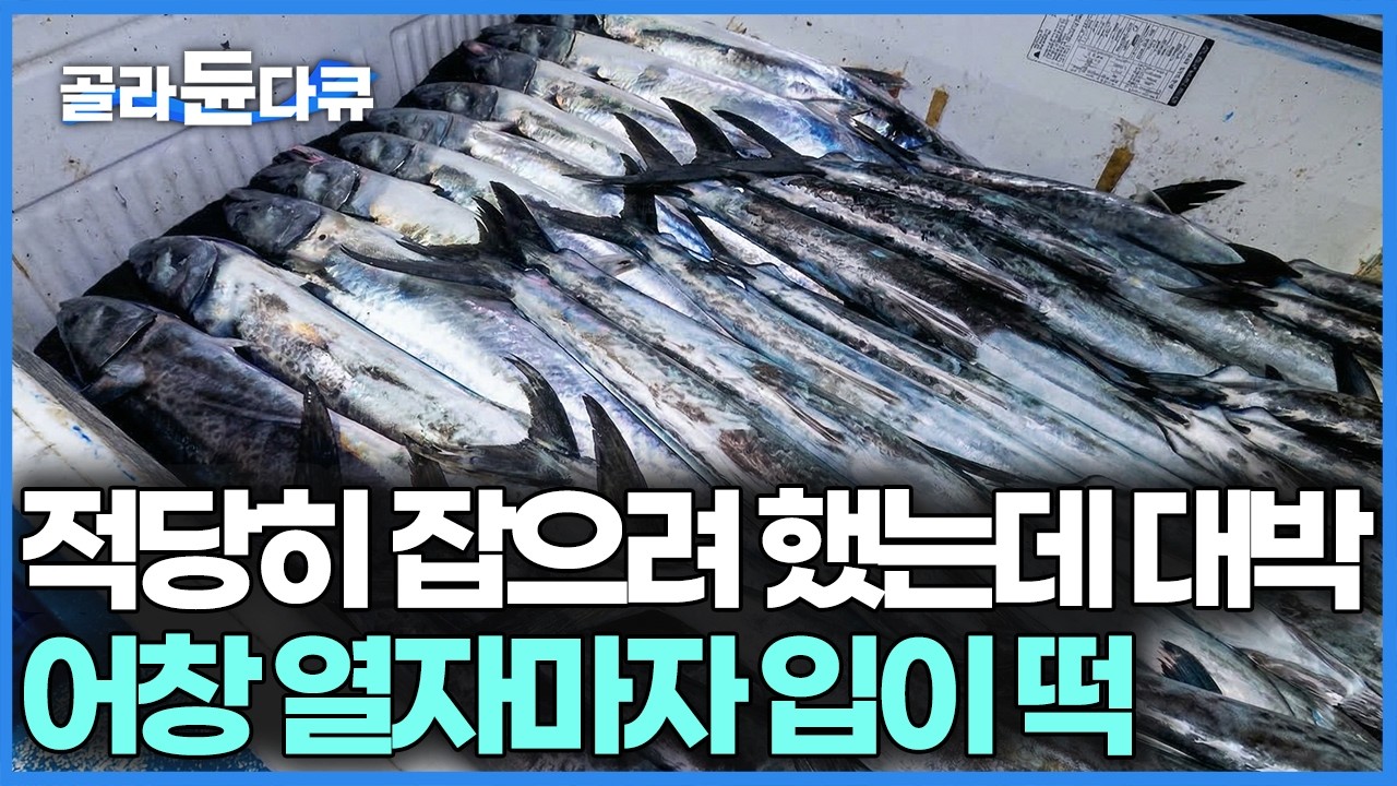 1마리 10만 원이 넘는데 혼자 나가서 5명 몫을 벌어왔다, 미끼도 필요 없는 가성비 나로도 대삼치 잡이｜바닷가사람들｜#골라듄다큐