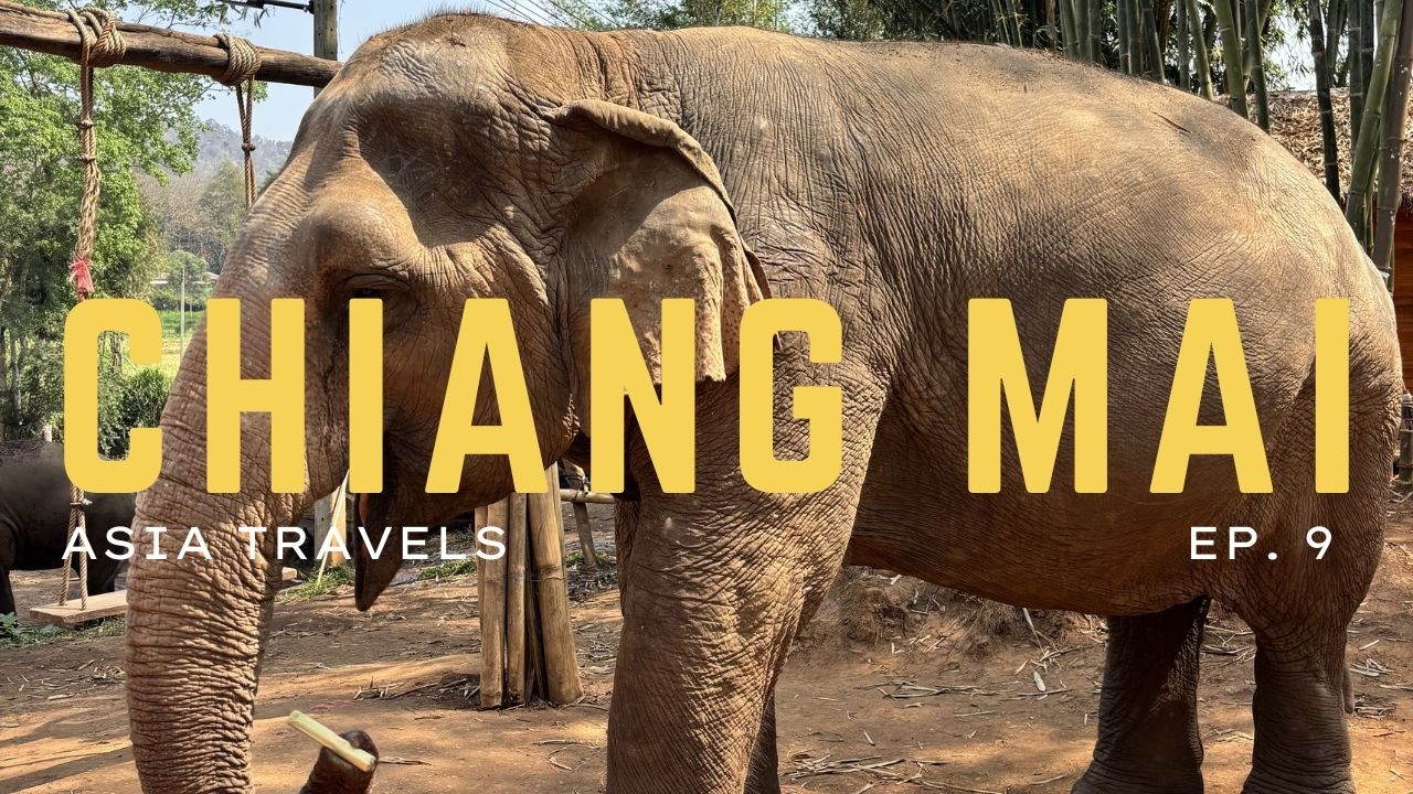 96-летний слон заходит в бар | Чиангмай