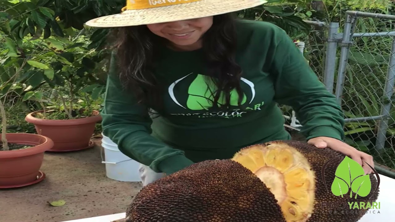 La Jaca en Finca Yarari