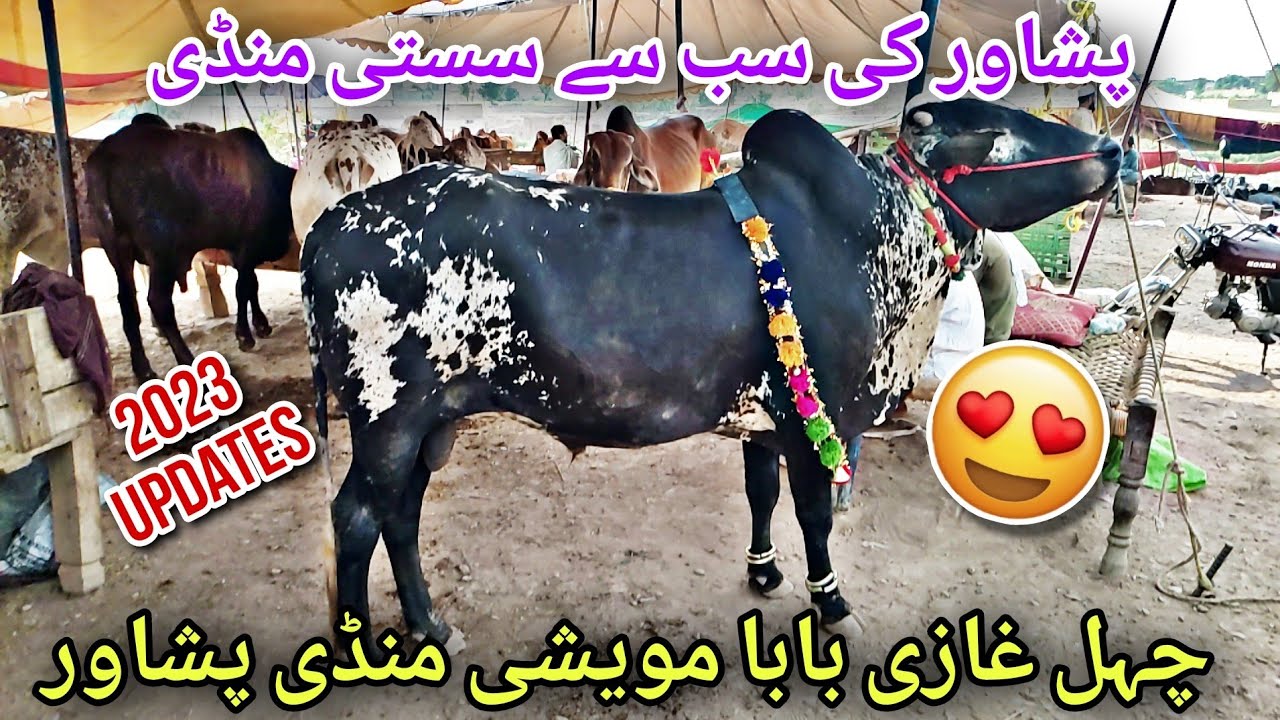 Chehel Ghazi Baba Maweshi Mandi Peshawar Latest Updates 2023 | Sabse Sasti Mandi 😱 Khyber Social Tv