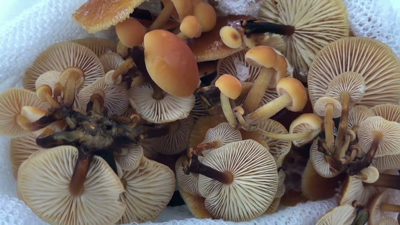 Foraging Mushrooms: Velvet Shank (Flammulina velutipes)